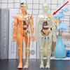 1Pc Human Anatomy Model Set - Removable Skeleton and Full Torso -Skeleton Model Kit with Removable Organs