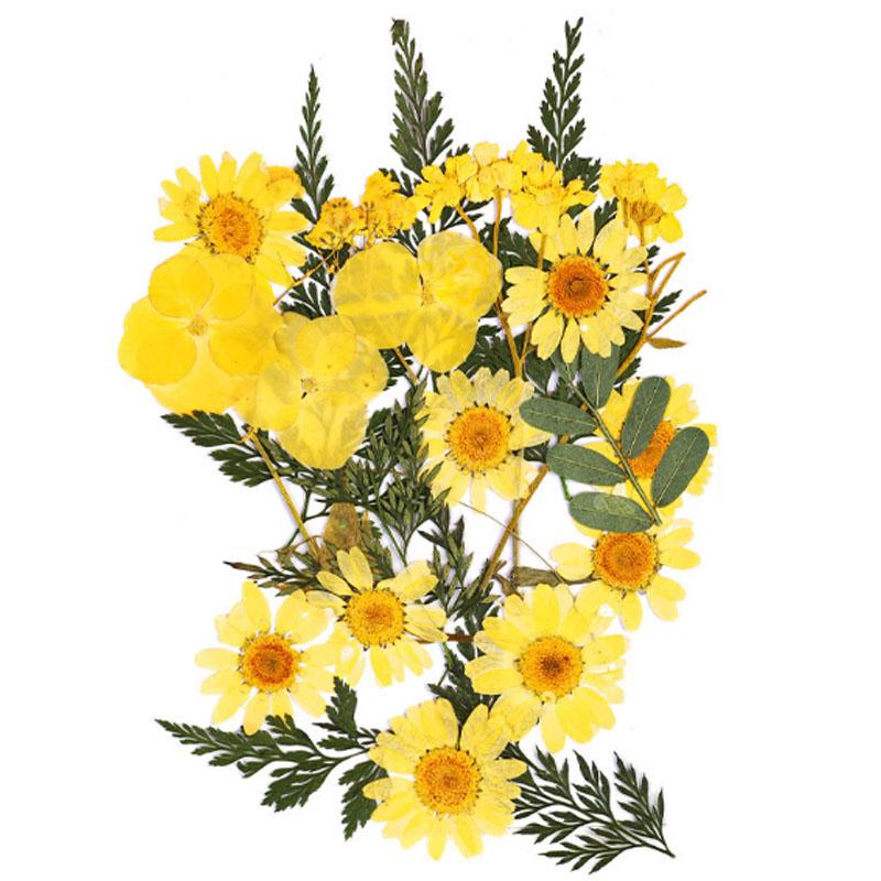 Популярные маленькие 25 шт./пакет, высокое качество, украшение для дома, сушеные цветы, прессованные цветы, консервированные цветы, сделай сам, мини-цветы ручной работы