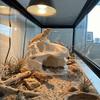 Lifelike Dinosaur Landscape Ornament 3D Printed Fish Hollow Shelter Fish Tank Ornament  Terrarium