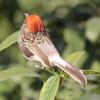 12Pcs Simulation Bird Realistic Vivid Appearance 6 Different Colors Spring Artificial Sparrow Feather