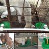 Float Control Livestock Drinker Green Sheep Waterer Farm Accessory Water Trough  Farm Use