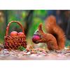 DIY Алмазная картина "Белки едят яблоко" Алмазная вышивка крестиком горный хрусталь Мозаика Картина