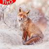 Полная квадратная круглая алмазная картина Зимняя Алмазная вышивка Лиса Мозаика Животное Украшение дома Настенное искусство