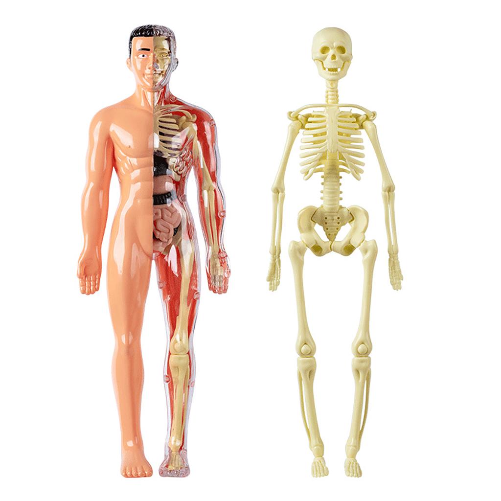Human Body Model, Children'S Toy, Stem, Cognitive Science And Education, Puzzle Organ Assembly, Skeleton Toy
