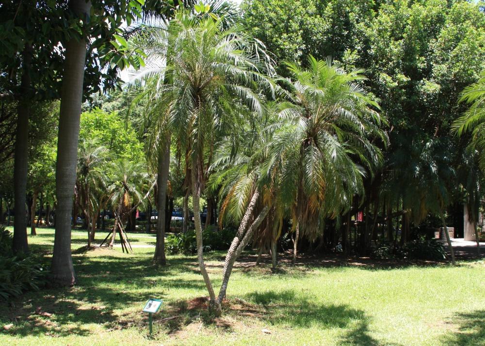 SAFLAX Финиковая пальма пигмейская - 25 семян - Phoenix roebelenii