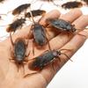 20Pcs Halloween Simulation Maker Fake Cockroach Pranks Prop Gadget Jokes Toy