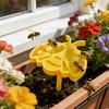 3D-printed Insect Water Cup Plastic Bee Water Dispenser Bee Water Station  Balcony
