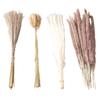Natural Dried Pampas Grass Fluffy 15PCS White Pampas 15PCS Brown Pampas 50PCS Bunny Tail Grass