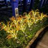 Solar-Powered 7-Prong Wheat-Grain Lawn Lamp, Outdoor Waterproof Rice-Field Light, Lifelike Wheatfield Ambiance Light