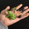 Cycle Plastic Models Life Cycle Figurine Simulation Animals Action Figures Growth Cycle Model