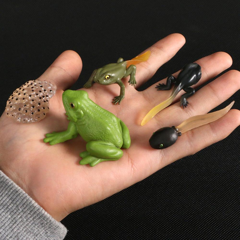 Cycle Plastic Models Life Cycle Figurine Simulation Animals Action Figures Growth Cycle Model
