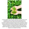Vital beauty METAGREEN GOLD PLUS на 30 дней