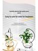 Indoor Desktop Murraya: Easy-Care Blooming Green Hydroponic Plants for Office & Living Room
