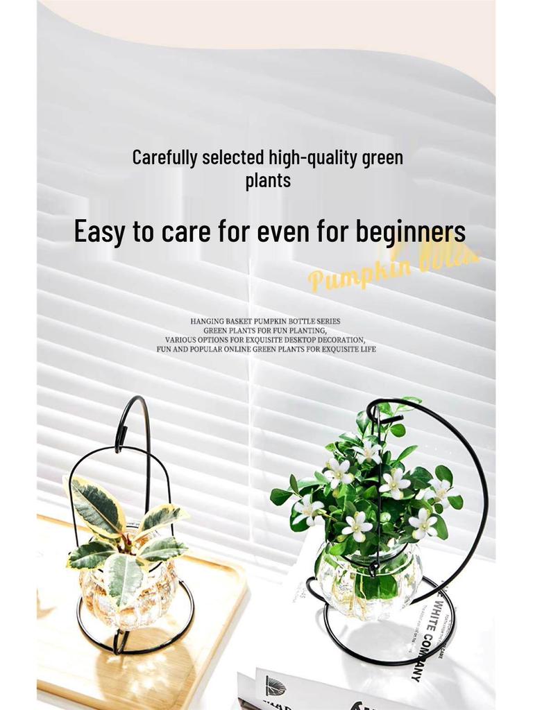 Indoor Desktop Murraya: Easy-Care Blooming Green Hydroponic Plants for Office & Living Room