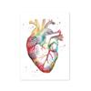 Human Structure Anatomy Muscles System Canvas Paintings Heart Lungs and Bones Posters Prints Medical Enthusiasts Wall Art Gift