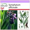 Окопник - 15 семян - Symphytum officinale