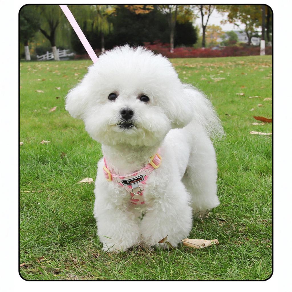 Dog with Traction Rope, Orange and Hexagonal Design, I-Shaped Abdomen