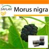 Garden in the Bag - Шелковица черная - 200 семян - С субстратом в подходящем пакете - Morus nigra