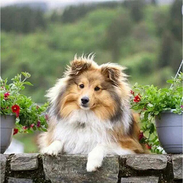 Животное DIY 5D алмазная живопись полная круглая дрель стразы мозаика домашняя собака Алмазная вышивка крестиком украшение дома