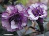 10 Seeds of DOUBLE PURPLE Datura PURPLE Datura Metel - FRESH SEEDS