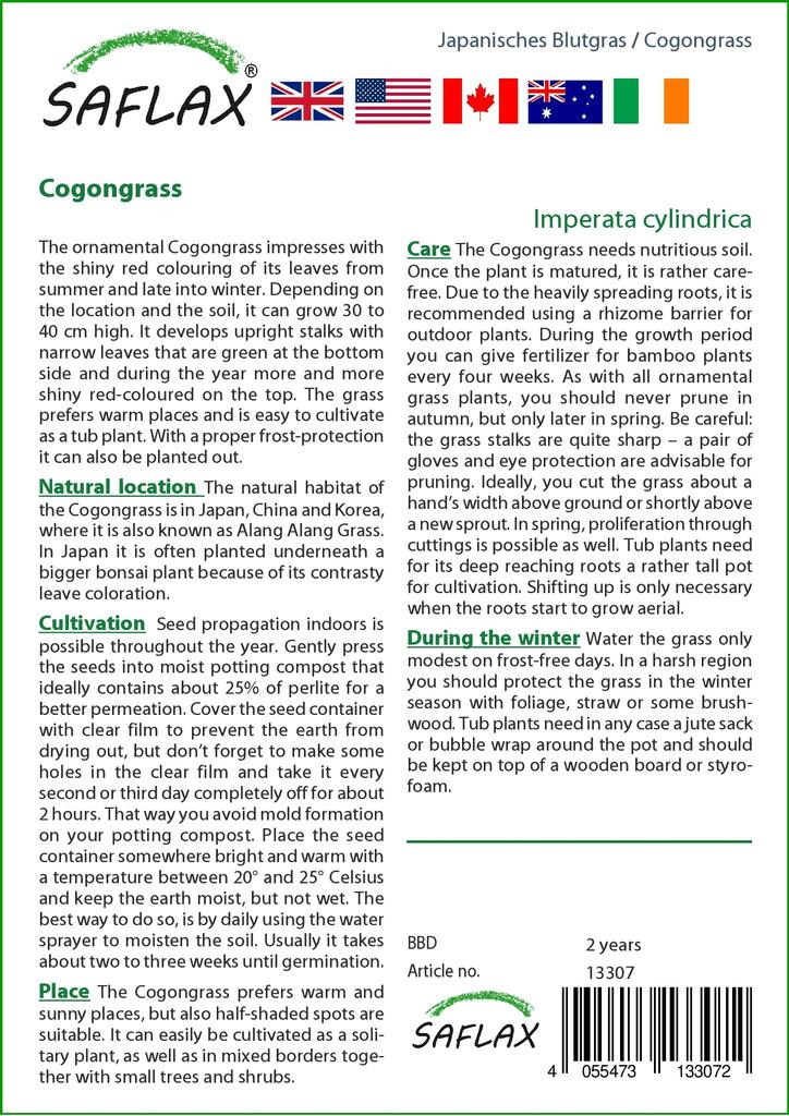 SAFLAX Когонгграсс - 50 семян - Imperata cylindrica