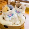 Милый плюшевый котенок, издающий звуки, в рюкзаке для девочек.