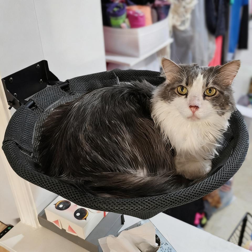 Window Cat Hammock Wall Cat Hang Hammock Bed Cradle Foldable Pet Bed Mesh Breathable Cats Wall Shelves Accessories Pet Furniture