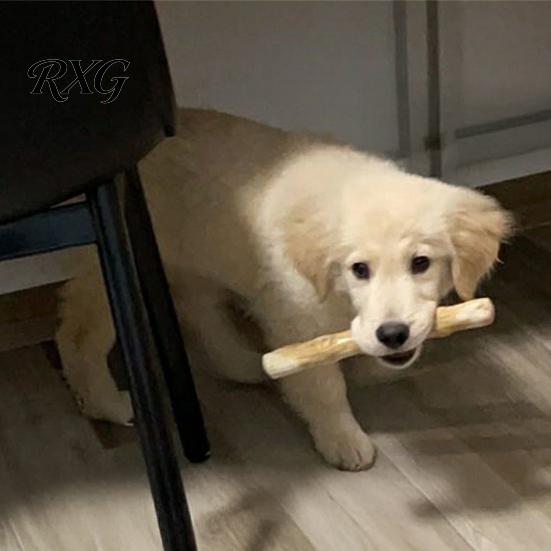 Safe Dental Care Dog Toy Coffee Wood Chew Toy, Wooden Puppy Teething Natural Stick, Health for Small Medium Large Dogs Stick
