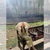 Ленивый однотонный вязаный кардиган средней длины, верхняя одежда для женщин, Осень и Зима, Новый, Свободный, Теплый и Мягкий, Восковой свитер-куртка