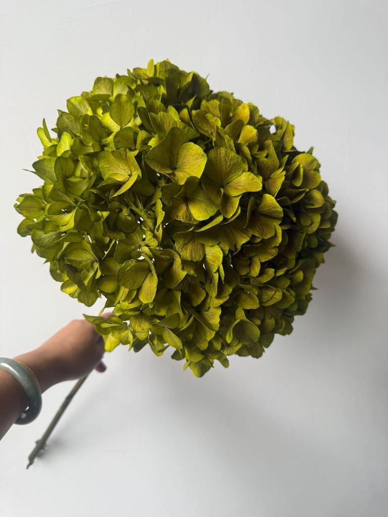 Multi-Color Preserved Bigleaf Hydrangea Single Stem Flower Bouquet for Home Decoration