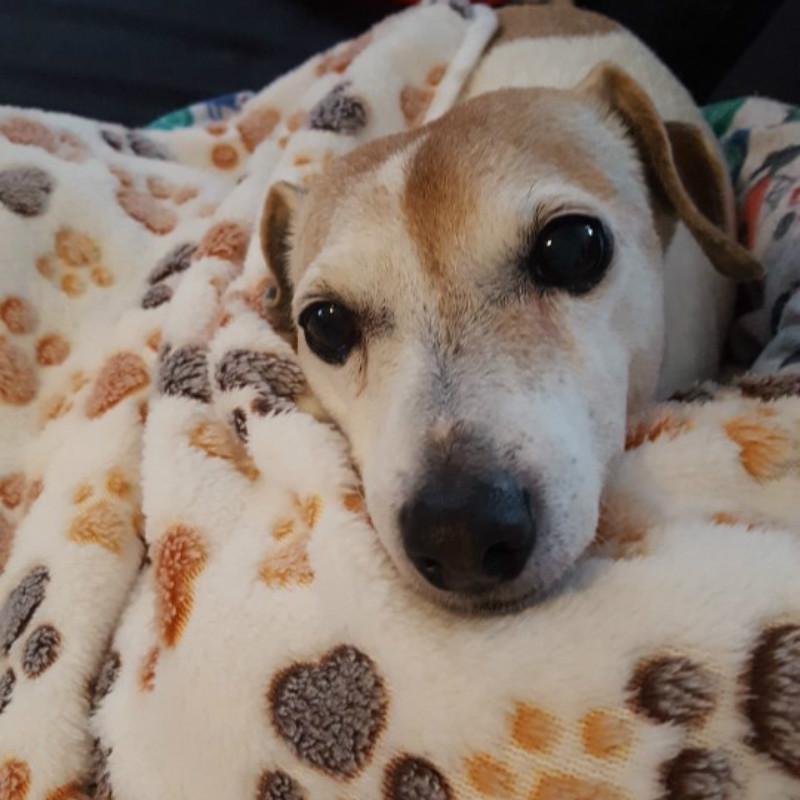 Милый теплый коврик для кровати для собак, чехол для маленьких, средних и больших кошек, собачьих лап, ручной работы, принт, щенок, домашнее животное, флис, мягкое одеяло, зимний спальный коврик для собак