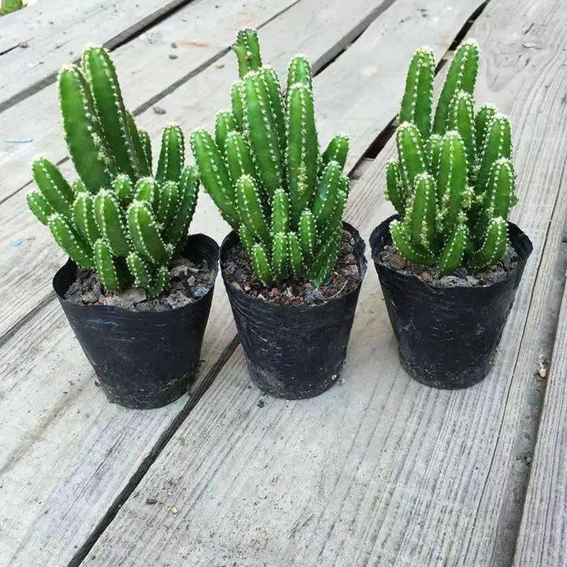 Easy-Care Succulent Arrangement: Wealth-Attracting Mountain Cacti & Flowers for Office or Living Room Décor