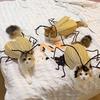 Cat Cockroach Wings Costume DIY Cat Roaches Clothes Kit Funny Pet Dress Up Apparel Handmade Cat Cosplay Outfit for Parties