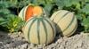 30 Charentais Melon Seeds - Ancient Vegetable Garden - Reproducible Peasant Seeds - Semi-Sauvage
