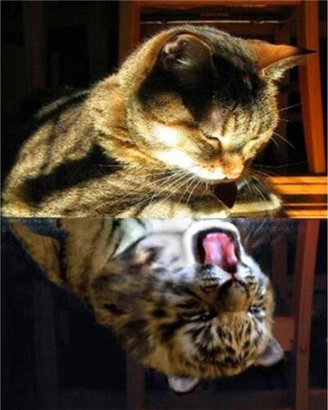 Алмазная картина кофе цветок пейзаж Приморский 5D DIY Алмазная вышивка распродажа тигр животное вышивка крестом стразы мозаика подарок ручной работы