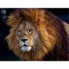 Алмазная картина, наборы для вышивки крестом, 5D Diy, Алмазная вышивка, мозаика, картина с изображением льва, домашний декор