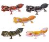 Иллюстрированная энциклопедия существ Repti Namehadatamao Gecko и Leopard Gecko x All 5 Types Set Full Comp Gacha Gacha Capsule Toy