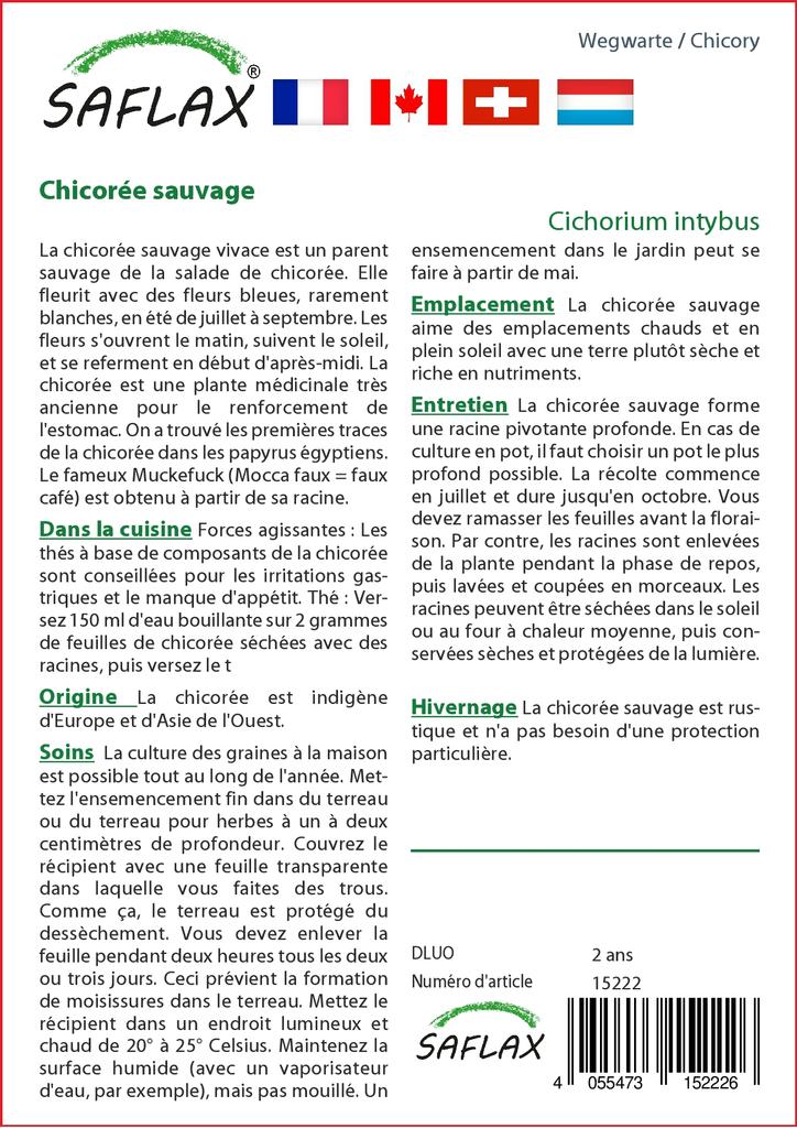 SAFLAX Garden in the Bag - Цикорий - 250 семян - С субстратом в подходящем пакете - Cichorium intybus