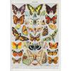 Vintage Classic Wall Art Plants Mushroom Medicine Flower Insect Butterfly Vegetable Pumpkin Carrot Canvas Oil Posters And Prints