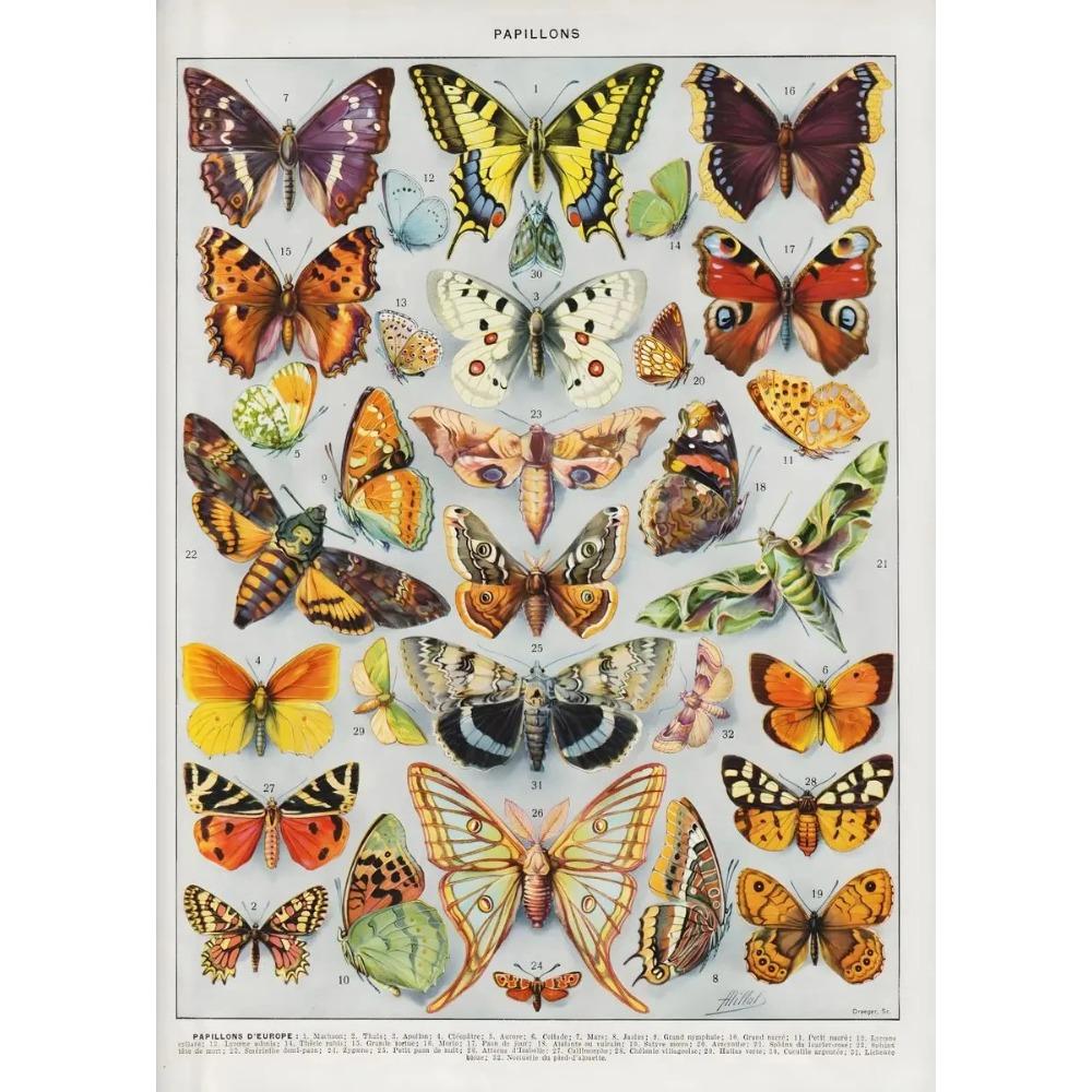 Vintage Classic Wall Art Plants Mushroom Medicine Flower Insect Butterfly Vegetable Pumpkin Carrot Canvas Oil Posters And Prints