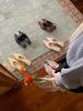 Женские босоножки-слингбэки с заостренным носком на kitten heel - Уникальный дизайн, идеально подходят для повседневной носки