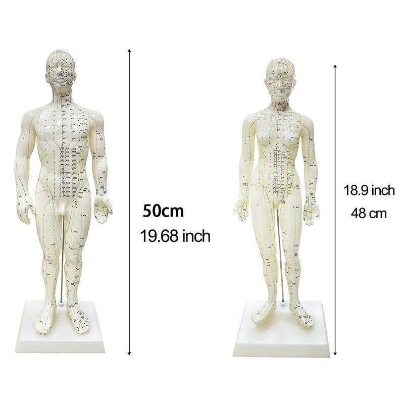 Модель акупунктуры 48/50 см, модель женского и мужского тела, обучающий дисплей для акупунктурных точек, дисплей для лабораторных принадлежностей, с руководством пользователя