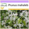 Махалеб Вишня - 30 семян - Prunus mahaleb
