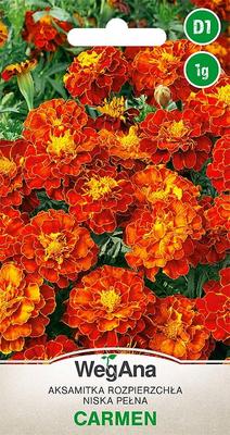 Tagetes Rozpierzchła low Carmen 1г семена бархатцев -