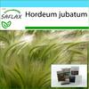 Подарочный набор — Ячмень лисохвоста/Беличий хвост — 70 семян — С подарочной коробкой, карточкой, этикеткой и субстратом для горшков — Hordeum jubatum
