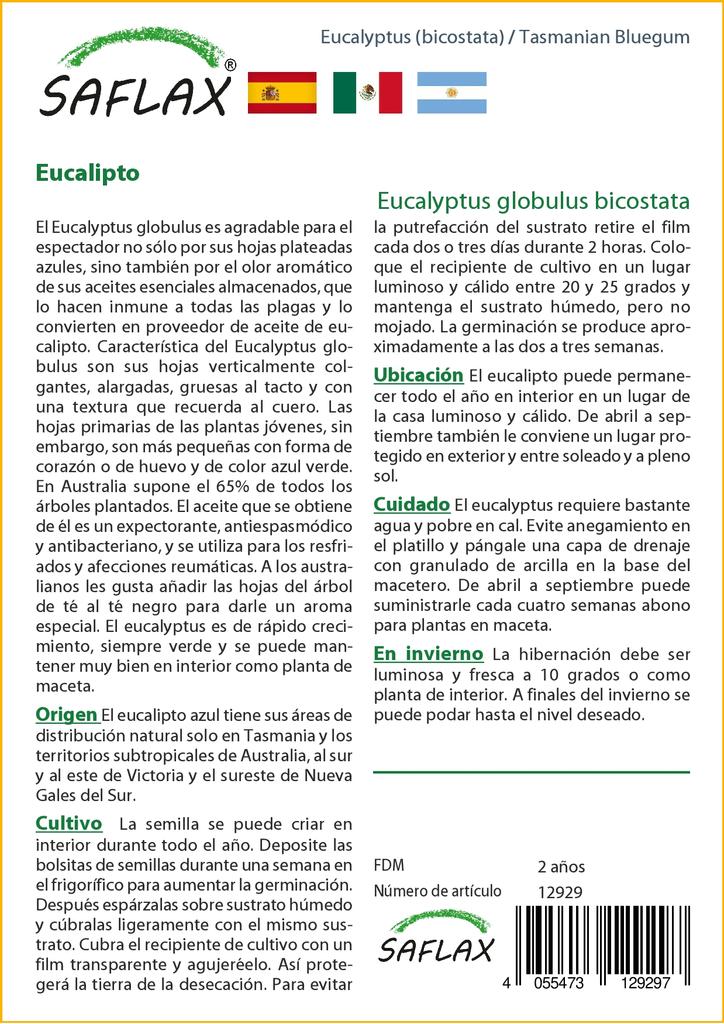 SAFLAX Тасманская голубая резинка - 100 семян - Eucalyptus globulus