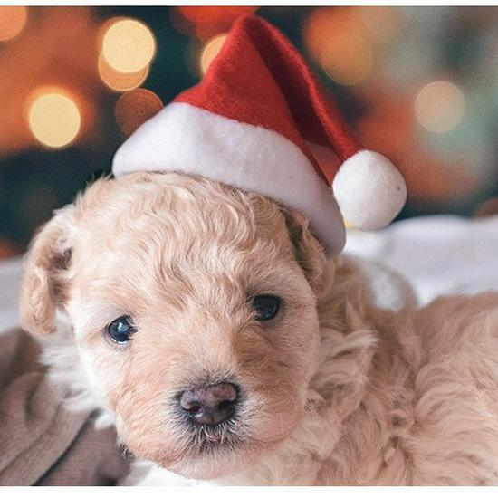 Креативная Рождественская шапка для питомцев для плюшевых мишек, панд, кошек и собак - Праздничный костюм и украшение для вечеринки