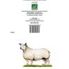 Kevin Milner Countryside Charolais Ewe Greetings Card