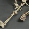 Realistic Full Body Human Bone Halloweens Props Flexible Joints Portable Plastic Indoor Outdoors Decoration