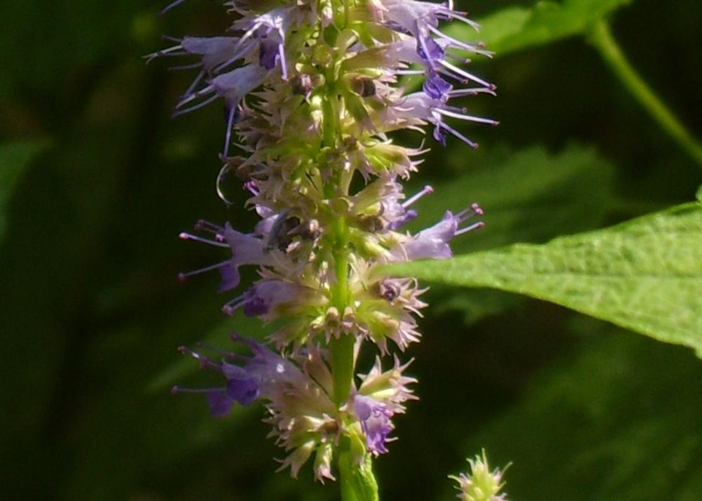 SAFLAX Garden in the Bag - Мята корейская - 1200 семян - С субстратом в подходящем пакете-стойке - Agastache Rugosa